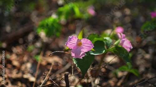 Trillium flowers pink colorful wild wildflowers macro closeup on hiking trail forest path in Virginia Blue Ridge Mountains of Wintergreen in spring