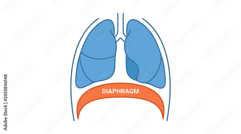 Naklejka premium Anatomical illustration of lungs and diaphragm showing esophagus tube connecting throat to stomach in human body