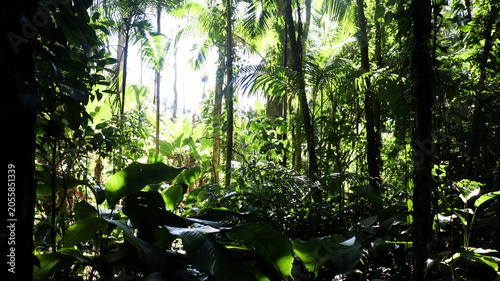 Dense tropical rainforest vegetation, with palm trees and vertical vines. Atlantic Forest region, highlighting species such as açaí or juçara.