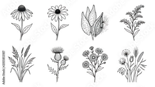 Εκτύπωση καμβά Vintage wildflower botanical illustrations, hand drawn floral sketches set of 8