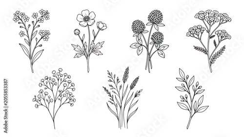 Foto Hand drawn wildflower sketches, black and white botanical line art set of 7 flor