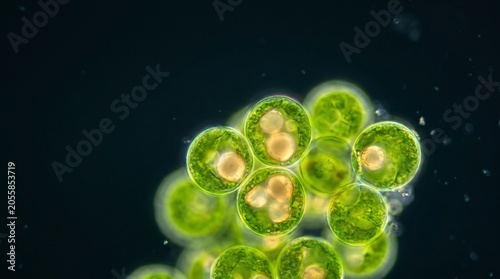 Fermented Microalgae Cells Producing Biopolymer Granules Concept of Sustainable Nutrition