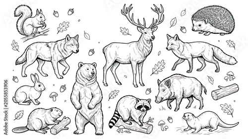 Vintage hand drawn forest animals vector set, black and white woodland wildlife illustrations, rustic engraved style nature sketches for coloring