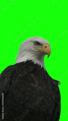Majestic Bald Eagle looking around against a green screen