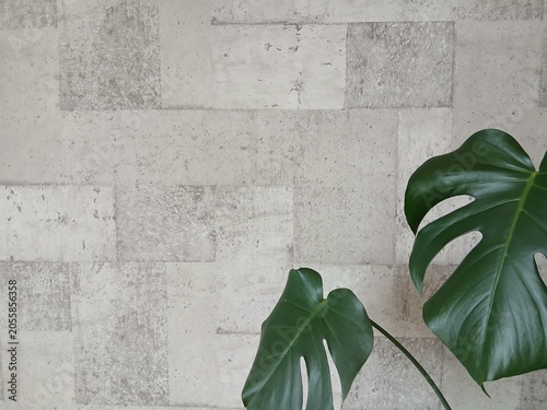 Modern Monstera Leaves Against Textured Concrete Wall Background with Copy Space
