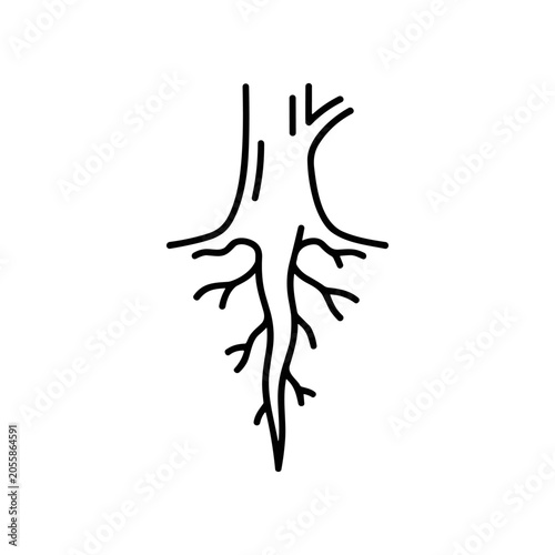 Photos Bronchial tree lung airway illustration.