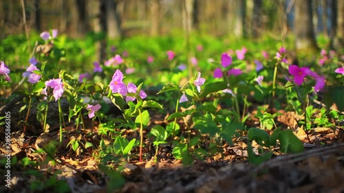 Trillium flower wildflower purple pink wild point of view ground level handheld side panning in Virginia Blue Ridge Mountains of Wintergreen