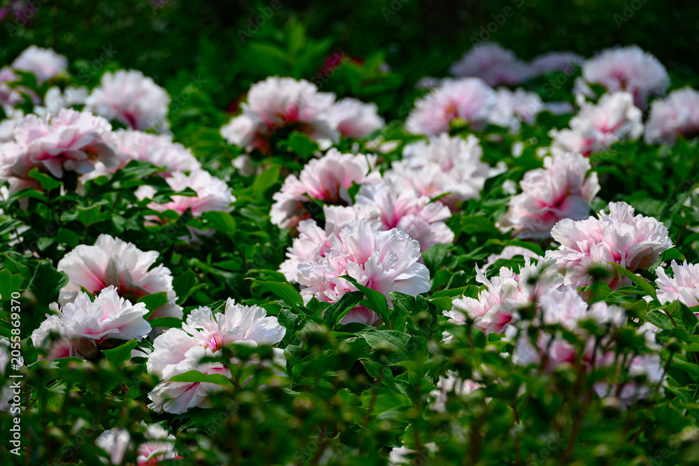 Obraz premium Vibrant pink and white peony blossoms with lush green leaves, captured in sharp focus against a soft, blurred background.