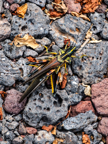 Bilde på lerret Colorful Grasshopper on Volcanic Rocks in Galapagos