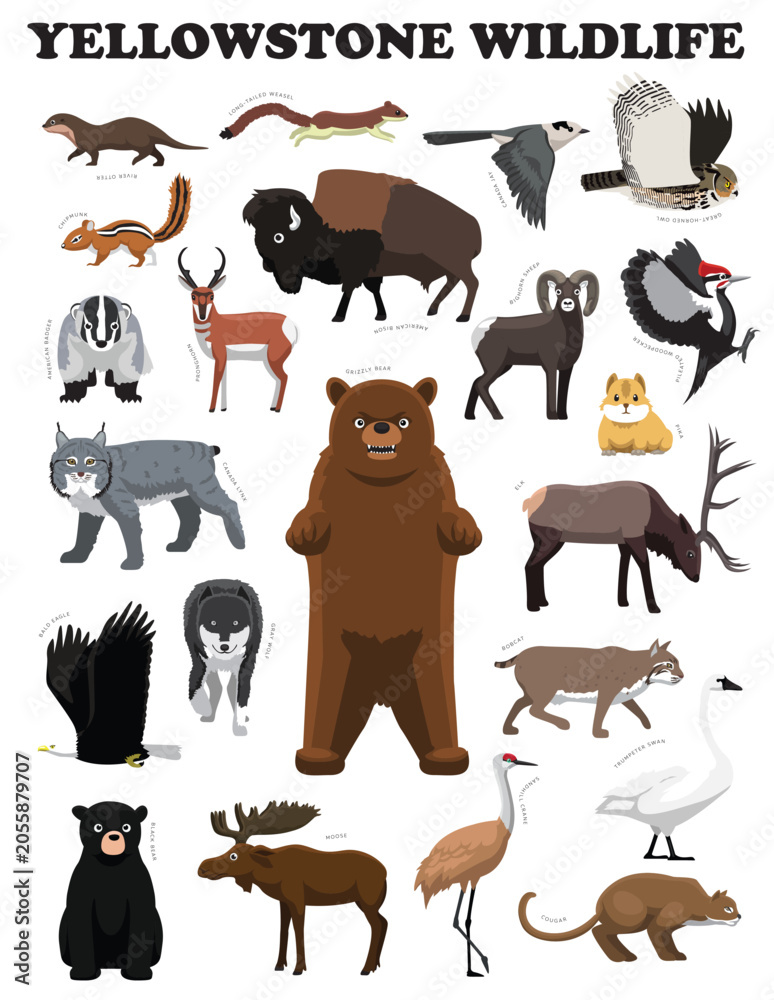 Obraz premium Yellowstone National Park Wildlife Set Cartoon Vector Character