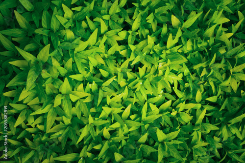 Lush green foliage creating a vibrant natural background, showing healthy plant growth and a fresh organic pattern in natural light