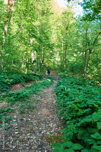 Hiker with backpack standing on a trail in a lush green forest. Outdoor adventure, peaceful nature exploration.