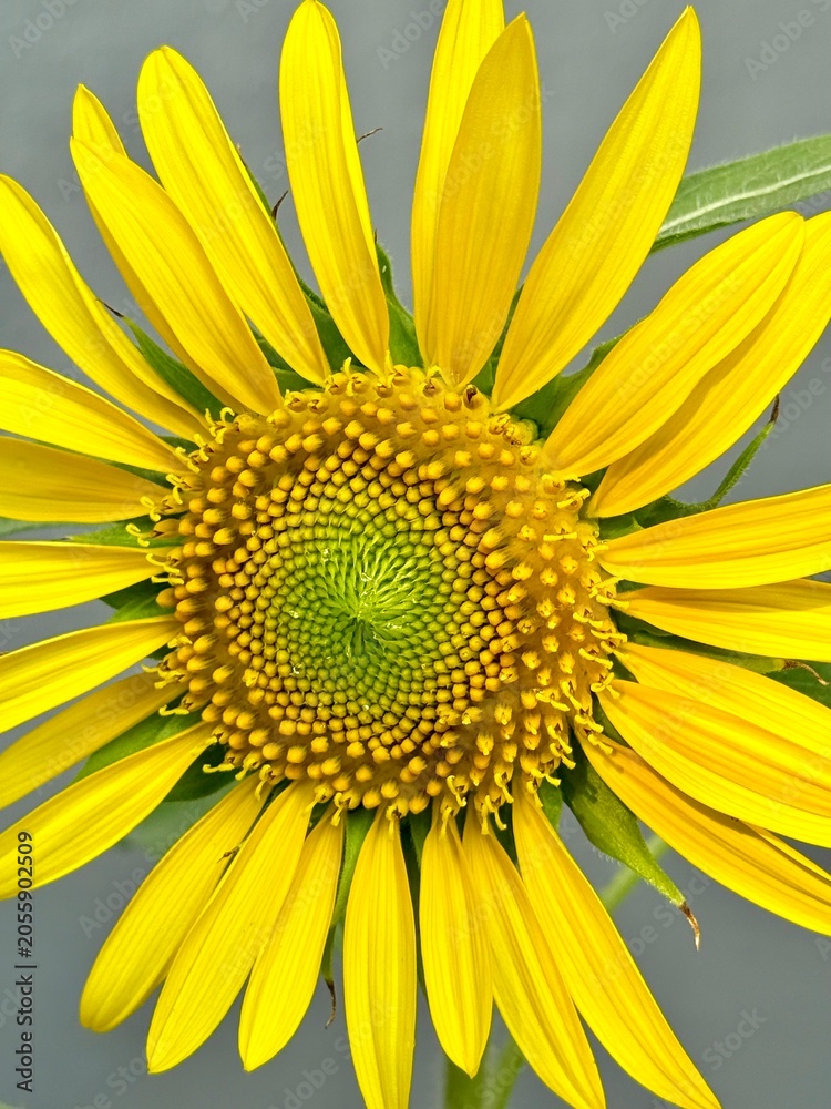 Obraz premium sunflower closeup view