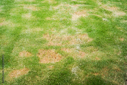 Tableau sur toile Pests and disease cause amount of damage to green lawns, lawn in bad condition a