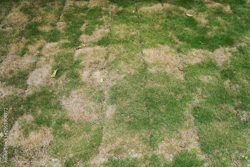 Foto Pests and disease cause amount of damage to green lawns, lawn in bad condition a