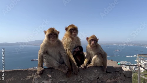 Family of Barbary macaques including tiny baby sitting on stone wall at Rock of Gibraltar viewpoint overlooking blue bay coastline and distant landscape beneath clear sky