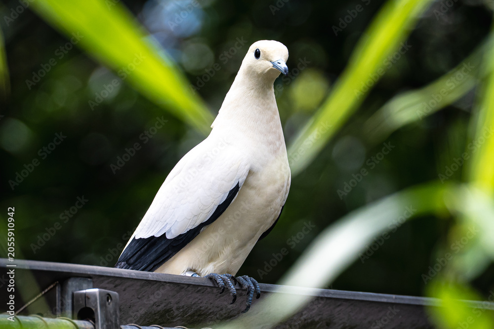 Fototapeta premium Close-up of elegant pied imperial pigeon with creamy white plumage and contrasting black wing tips, framed by out-of-focus tropical leaves against soft green bokeh background.