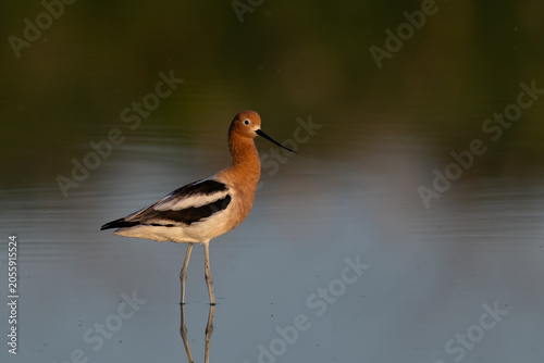 American Avocet