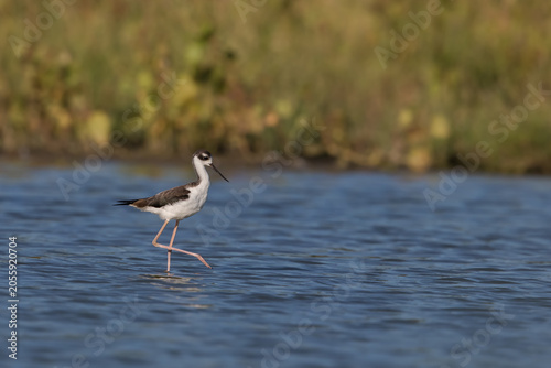 Black-necked Stilt