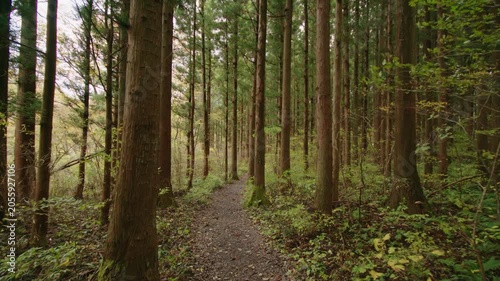 秋保大滝の遊歩道 Walking trail at Akiu Great Falls