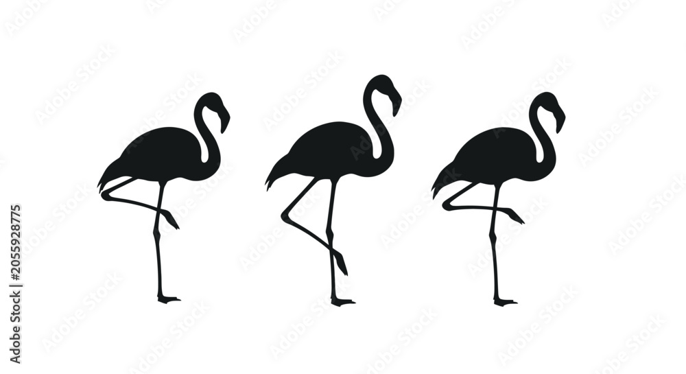 Obraz premium Three Flamingos Standing Side by Side.