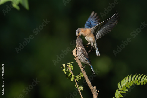Eastern Bluebird