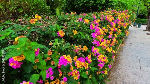 Lantana flowers shrub at Athens Greece street sidewalk as live hedge fence in residential district with home house apartment building