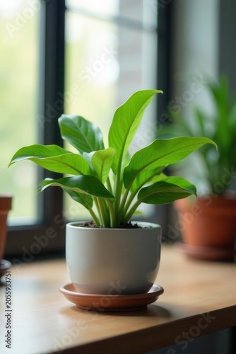 Close-up of potted plant, soft-focus office setting , indoor, business, image