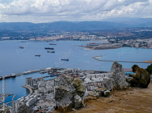 Amazing panoramic view from the rock of gibraltar featuring a wild barbary macaque monkey overlooking the port and bay with cargo ships