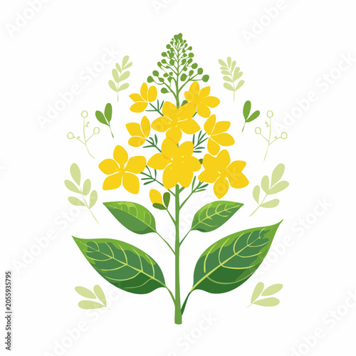 Illustration of a flowering canola plant with yellow blossoms and green leaves