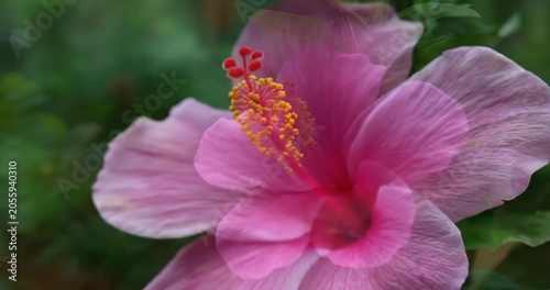 Close-up of a vibrant pink hibiscus flower blooming in a garden, tropical nature and botanical background.