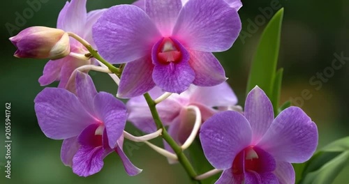 Close-up of beautiful purple orchid flowers blooming on a stem, vibrant tropical floral background.