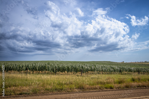 Картината върху платно Cornfield Beneath Developing Thunderstorm Clouds in Rural Kansas