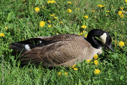 canada goose on the grass