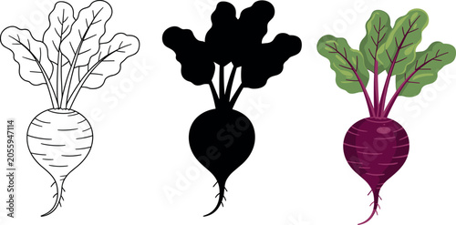 Beetroot vector illustration icon set featuring outline silhouette and colorful purple raw vegetable designs for healthy food concept