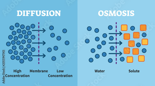 Konstfotografi Osmosis and Diffusion Across Cell Membrane
