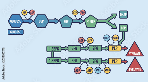 Photos Glycolysis Pathway Steps and Molecules