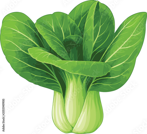 Obraz na płótnie Pak choi
