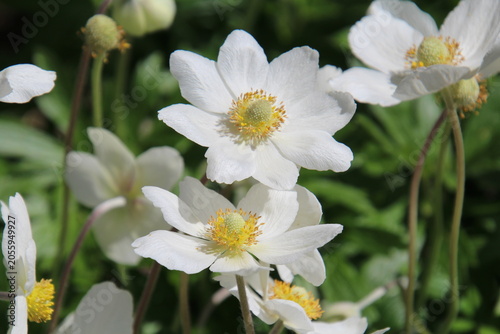 white flowers in the garden