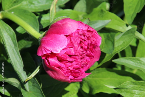 pink and white peony