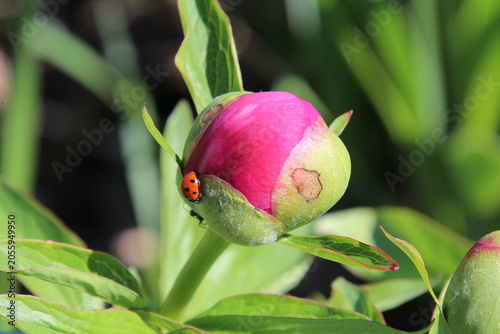 Lady Bug On Flower Bud