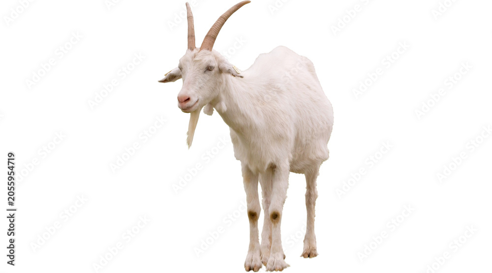 Fototapeta premium young goat PNG on Transparent background