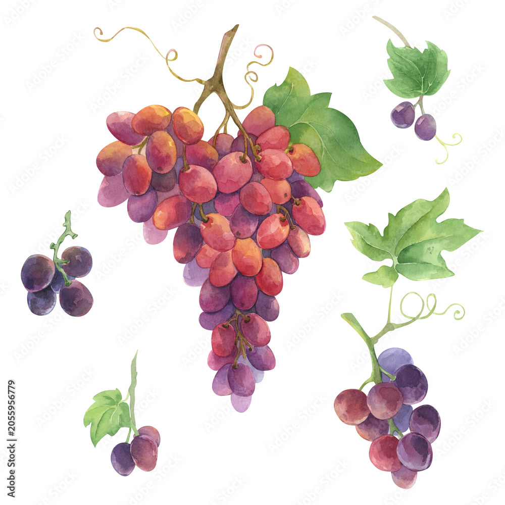 Fototapeta premium A set of hand-painted watercolor grape branches in various variations.