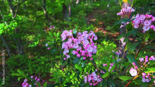 Mountain laurel flower wild flower wildflowers shrub branch macro closeup in Wintergreen Resort at Blue Ridge Mountains, Virginia