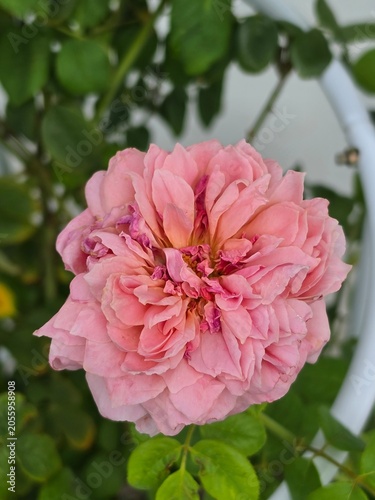 Pink roses in the garden of pink roses. Blooming Roses on the Bush. Growing roses in the garden.	
