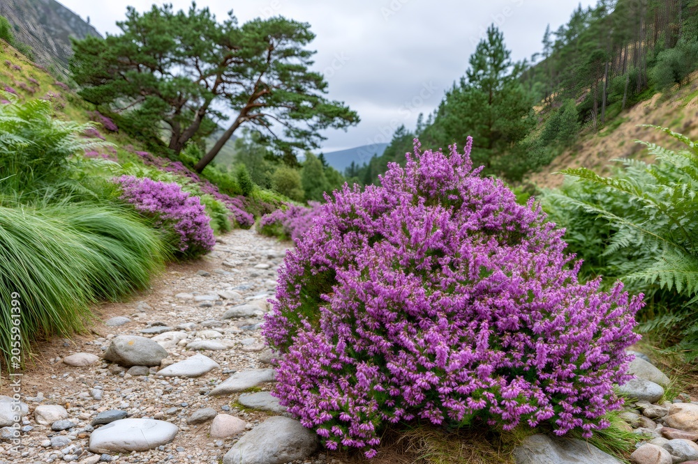 Obraz premium Purple heather blooming along rocky path in Scottish Highlands