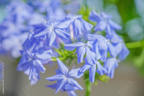 Фотография Beautiful blue plumbago auriculata flowers close up