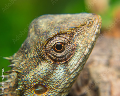 Extreme close-up portrait of Common Garden Lizard eye with detailed scales, Sri Lanka tropical wildlife macro photography