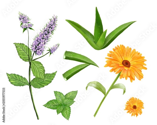 Botanical Wellness Set with Aloe Vera, Peppermint and Calendula, Watercolor Illustration Collection on White background