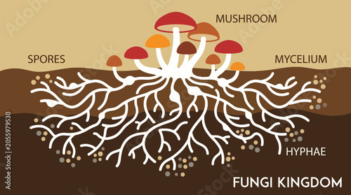 Φωτογραφία Fungi Kingdom Mushroom Mycelium Structure